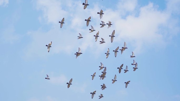一群鸽子飞过屋顶放飞梦想希望蓝天鸽子飞翔