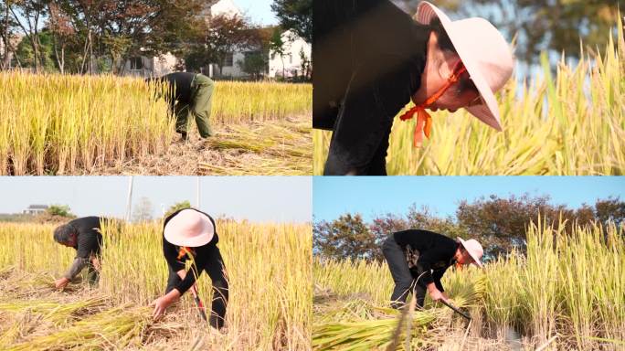 秋天农民收割稻谷