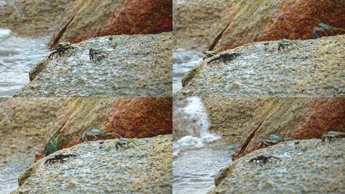 【正版原创】大海岩石山的螃蟹/海浪拍打