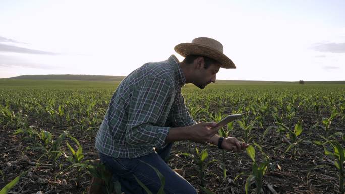 农场主使用数字平板电脑检查玉米作物的质量控制。