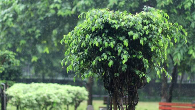 强降雨期间的榕树瓢泼大雨倾盆大雨暴风雨