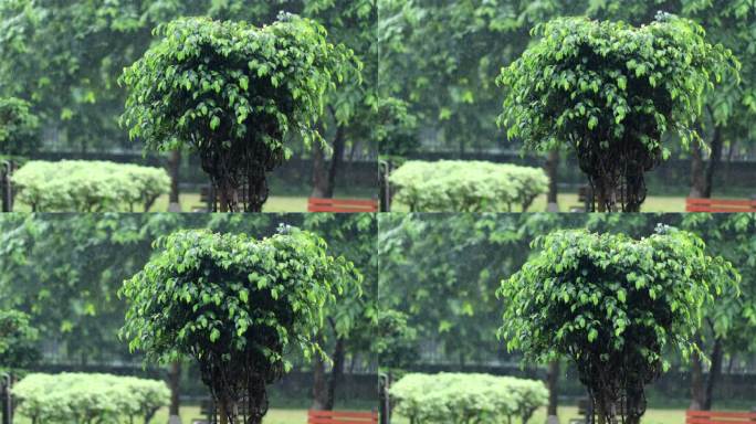 强降雨期间的榕树瓢泼大雨倾盆大雨暴风雨