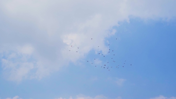 一群鸽子飞过天空蓝天鸽子飞翔和平个起飞
