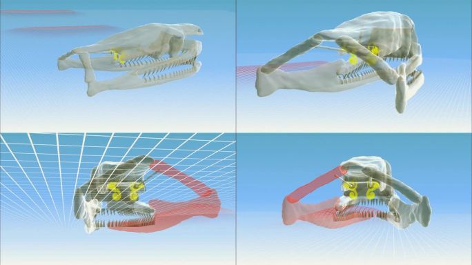 蛇头骨动画
