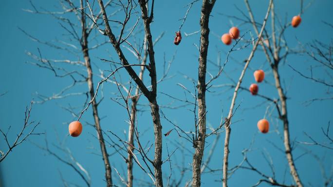 立冬 冬至  深秋 柿子树
