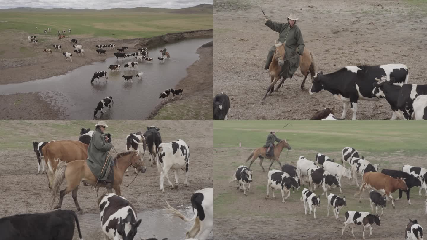 草原上骑马放牧奶牛