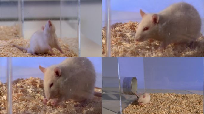 实验室里的小老鼠