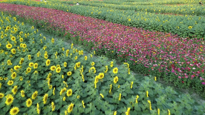 航拍 向日癸 花海 秋天 太阳花