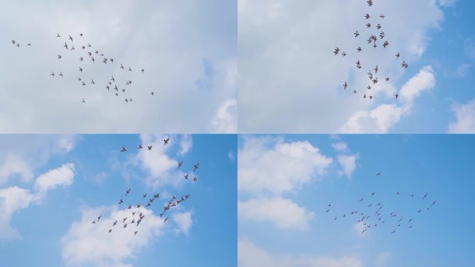 鸽子天空翱翔一群鸽子飞过蓝天鸽子飞翔