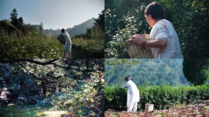 茶叶茶山茶艺茶园采茶茶红茶绿茶春茶茶叶茶