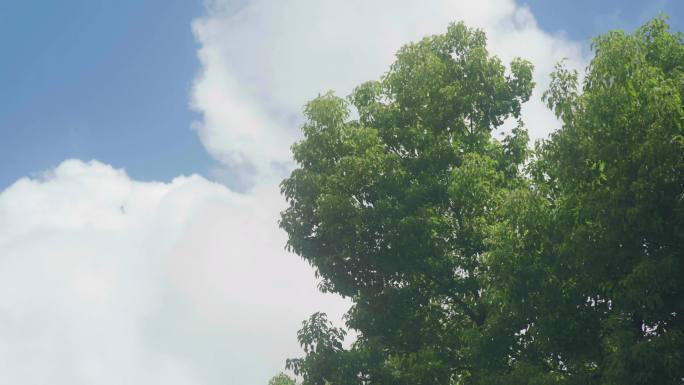 绿树天空安逸美好空镜头
