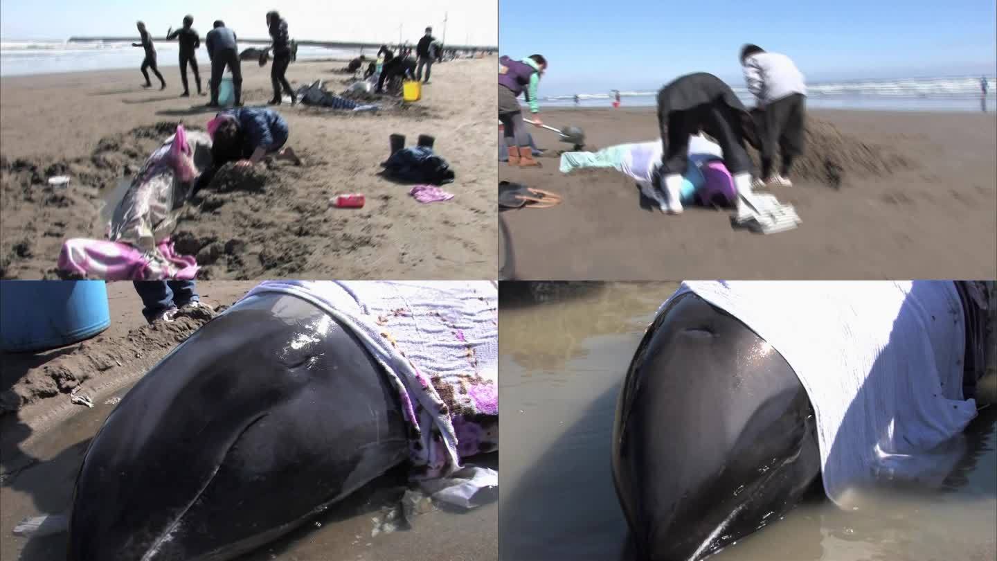 2011年日本搁浅的巨头鲸