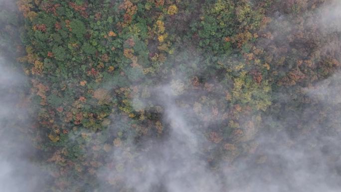 航拍山区秋天秋色秋景红叶山头云雾仙境实拍