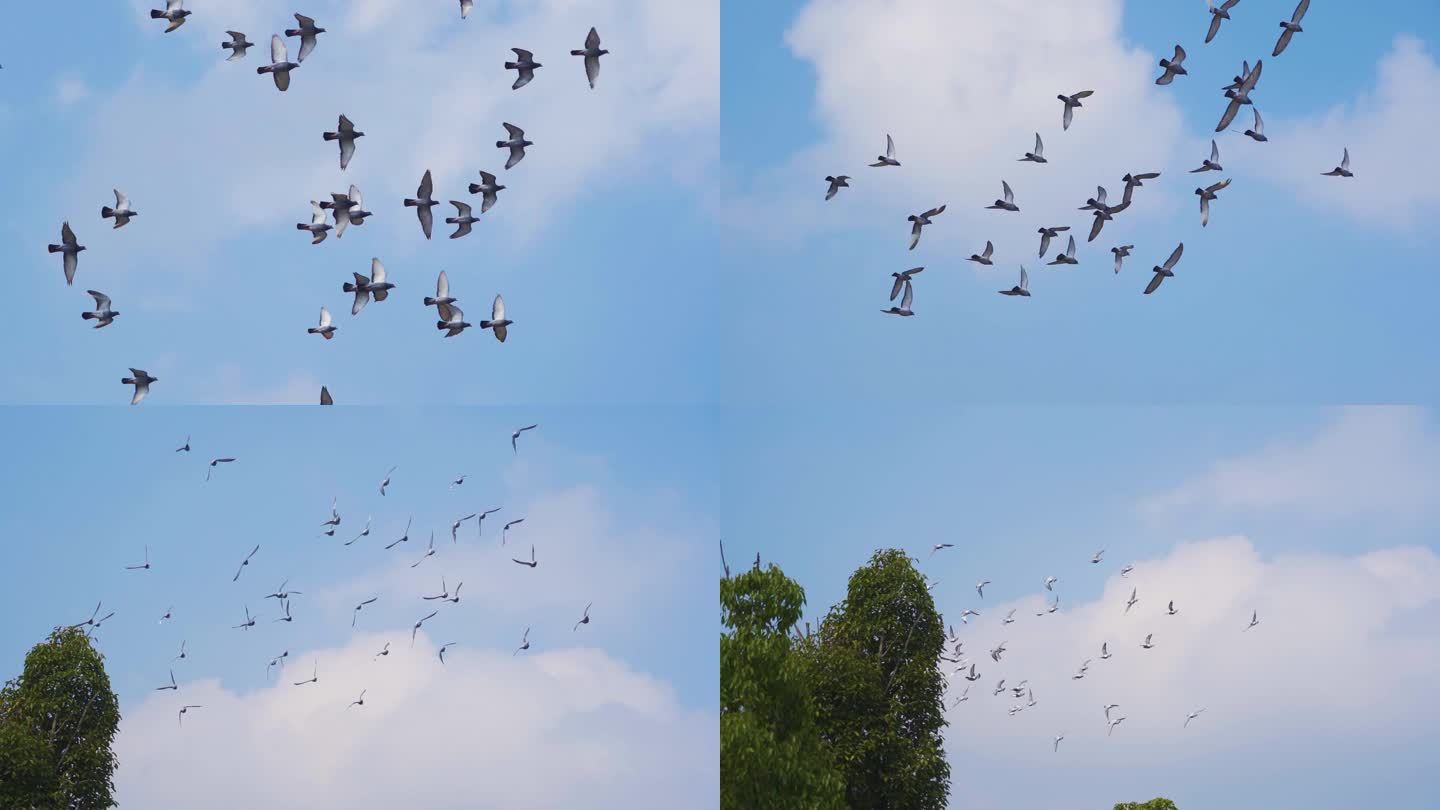 一群鸽子飞过蓝天鸽子飞过白云鸽子翱翔蓝天