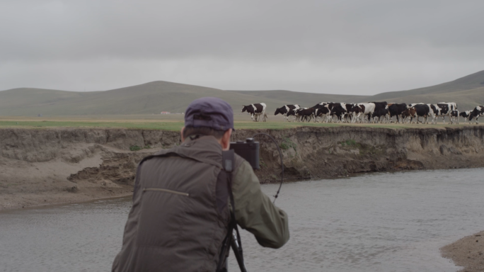摄影师拍摄放养牛群