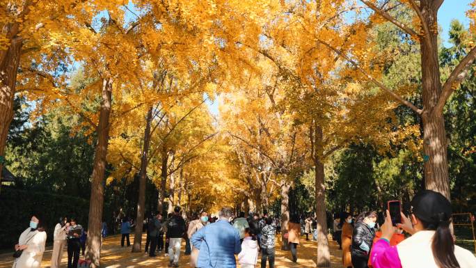 北京秋天地坛公园实拍