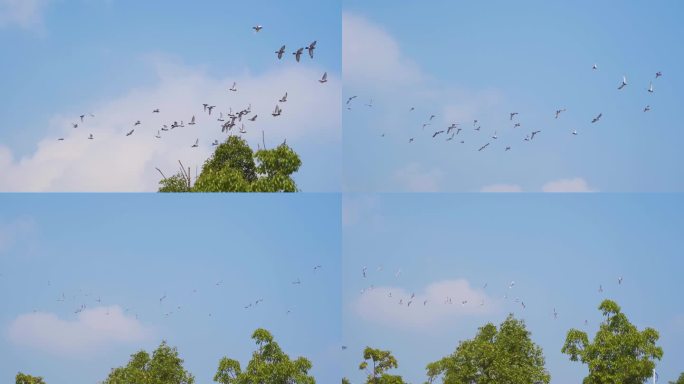 鸽子围绕房屋飞翔鸽子低空飞过蓝天鸽子飞翔