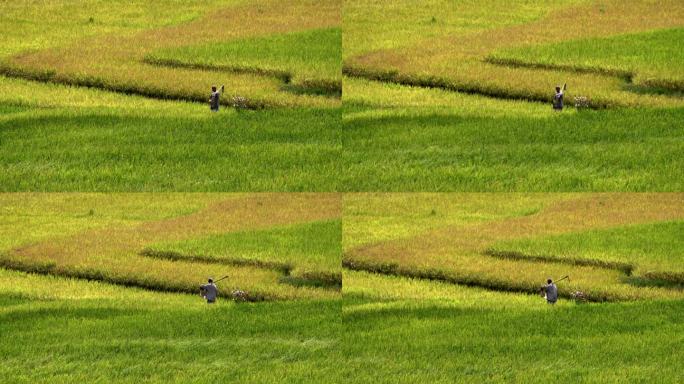 4k实拍老农夫在稻田里看水稻的生长情况