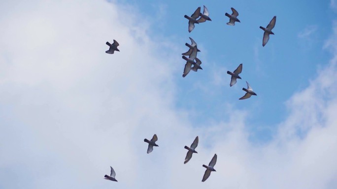 一群鸽子飞过蓝天白云和平鸽飞过头顶飞鸟