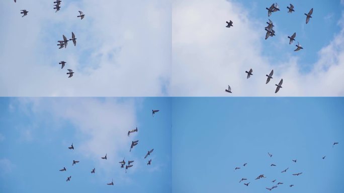 一群鸽子飞过蓝天白云和平鸽飞过头顶飞鸟