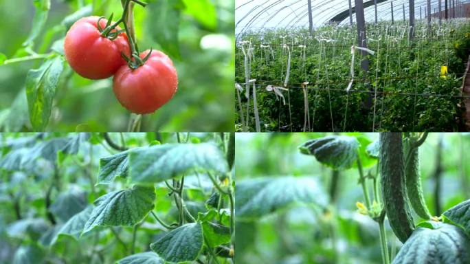 蔬菜农业科学大棚种植西红柿现代智慧有机菜