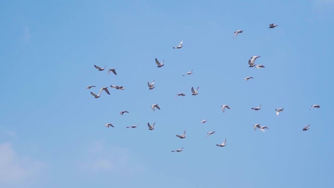 蓝天鸽子飞翔一群鸽子飞过和平鸽放飞梦想