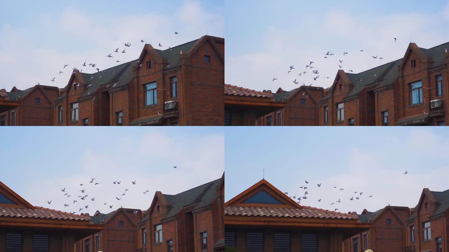一群鸽子屋顶飞翔蓝天鸽子飞翔鸽城市鸽群