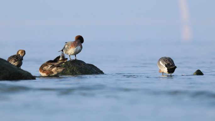深圳湾的赤颈鸭