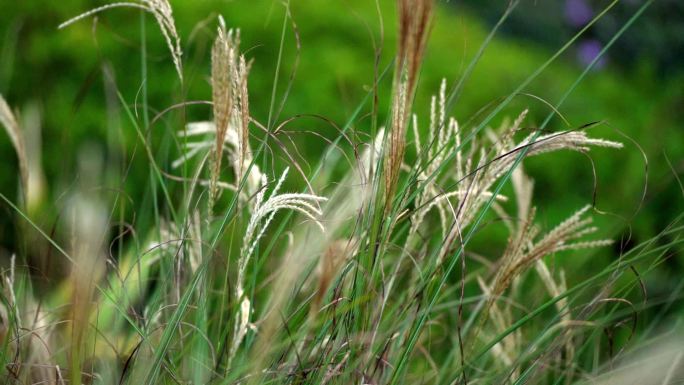 公园自然景观花草植物风光空镜实拍视频