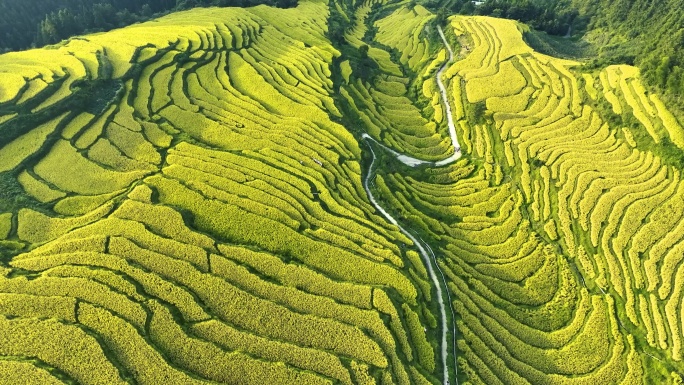 广东清远市航拍秋收黄金纹路连山欧家梯田