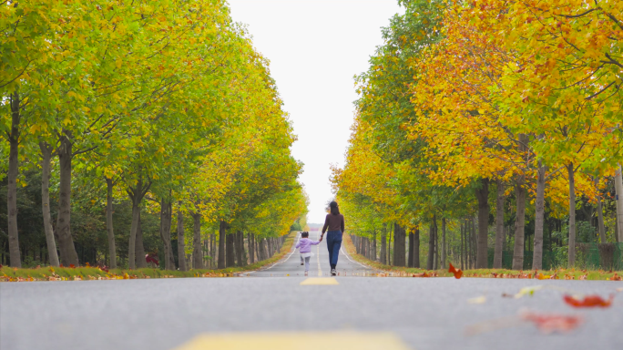 【3分钟】公路旅行 唯美金色秋景 落叶