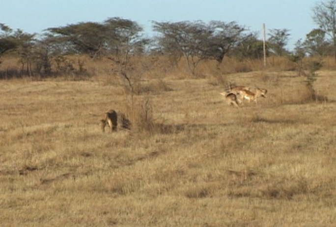 狮子追逐黑斑羚非洲大䓍原掠食者捕猎