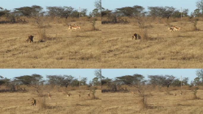 狮子追逐黑斑羚非洲大䓍原掠食者捕猎