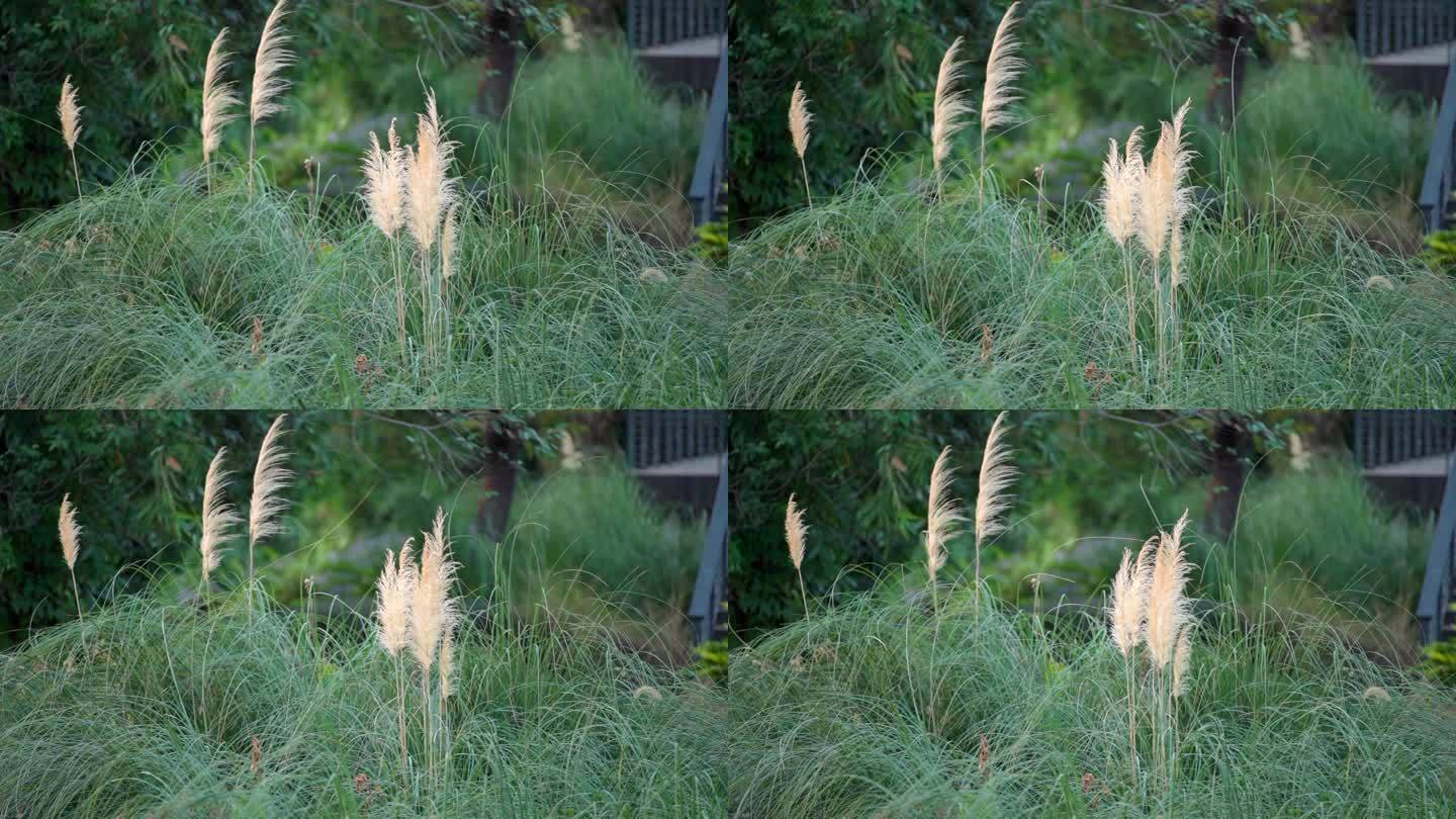 公园自然景观花草植物风光空镜实拍视频