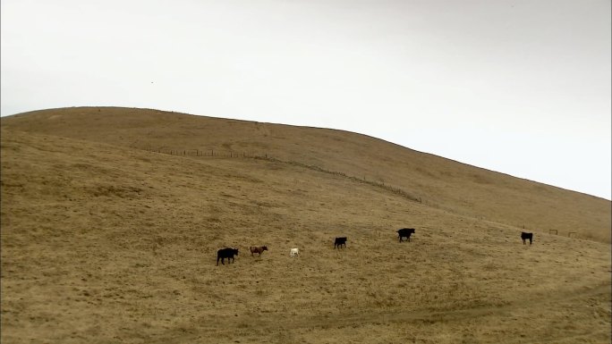 秋季的农场 牛