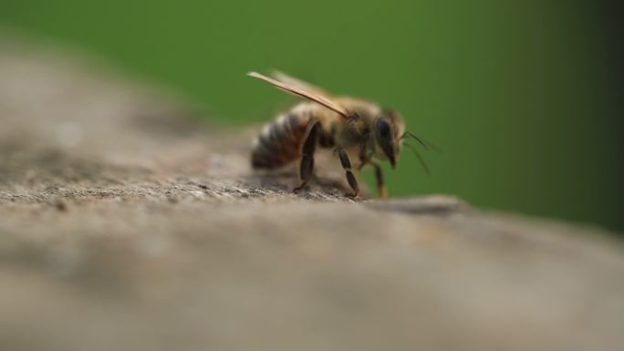 蜂箱上蜜蜂
