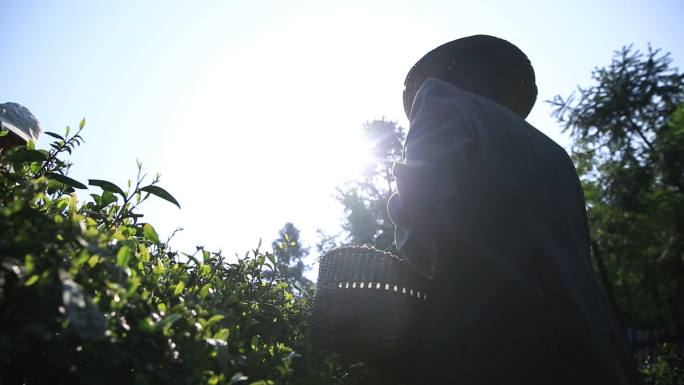 采茶 女工 茶山 茶叶