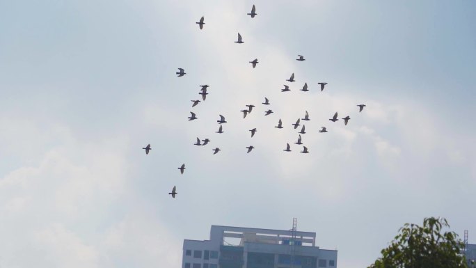 一群鸽子飞过蓝天鸽子飞翔飞鸟起飞翱翔天空