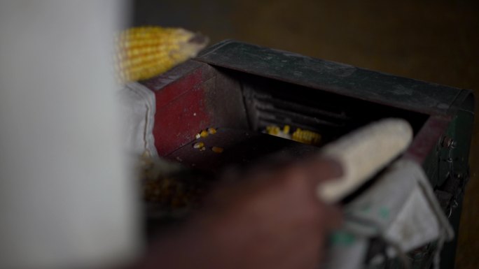 一老农在操作小型玉米脱粒机