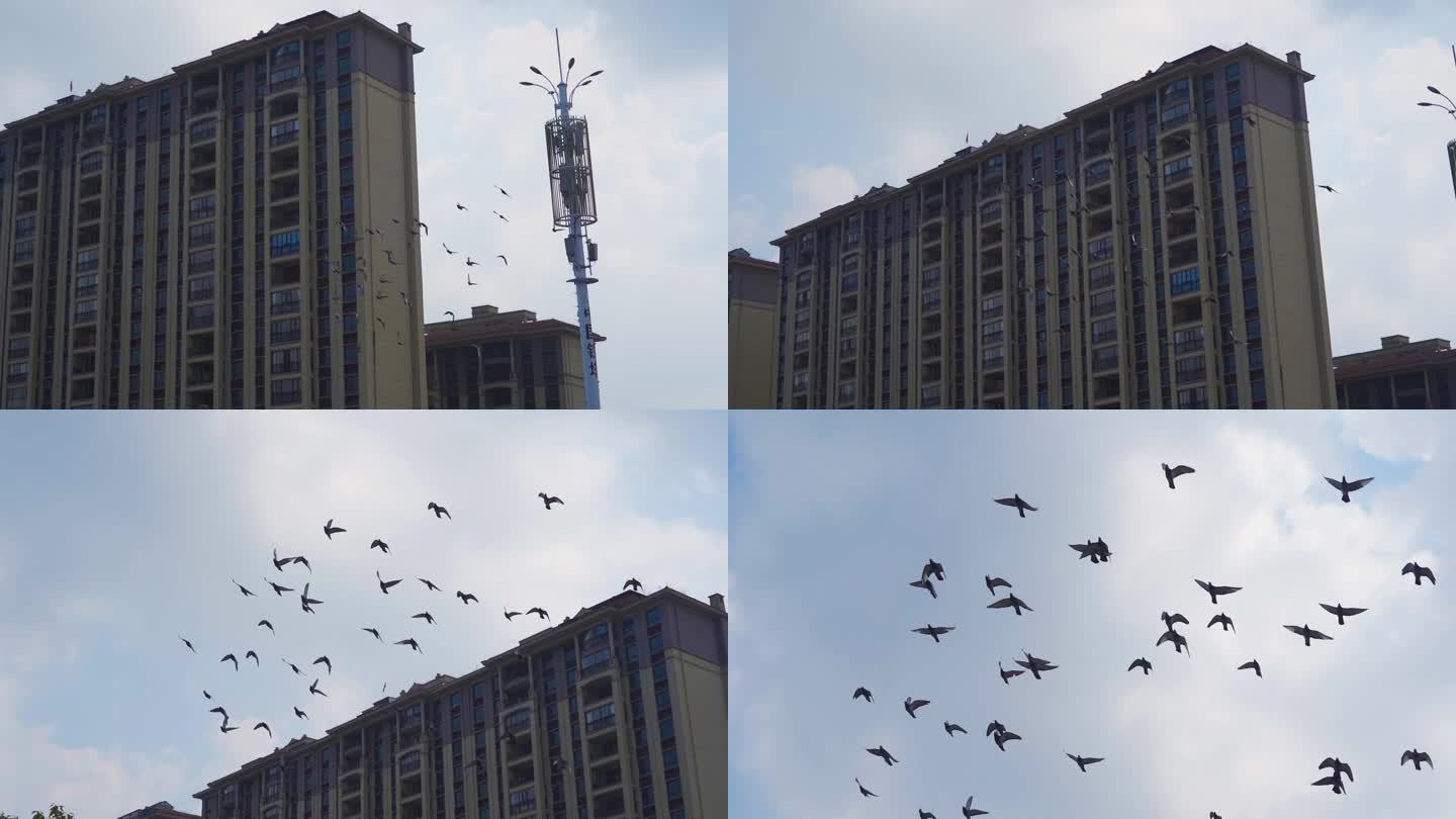 一群鸽子飞过楼房建筑蓝天鸽子飞翔成群结对