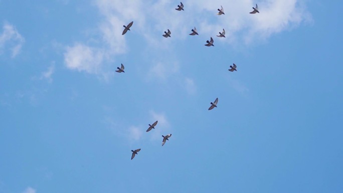 一群鸽子天空翱翔自由飞翔蓝天鸽子飞翔飞鸟