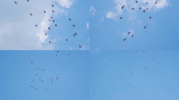 一群鸽子天空翱翔自由飞翔蓝天鸽子飞翔飞鸟