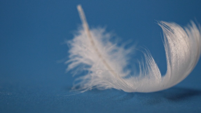 单根白色羽毛及其在蓝色背景上的灯光效果