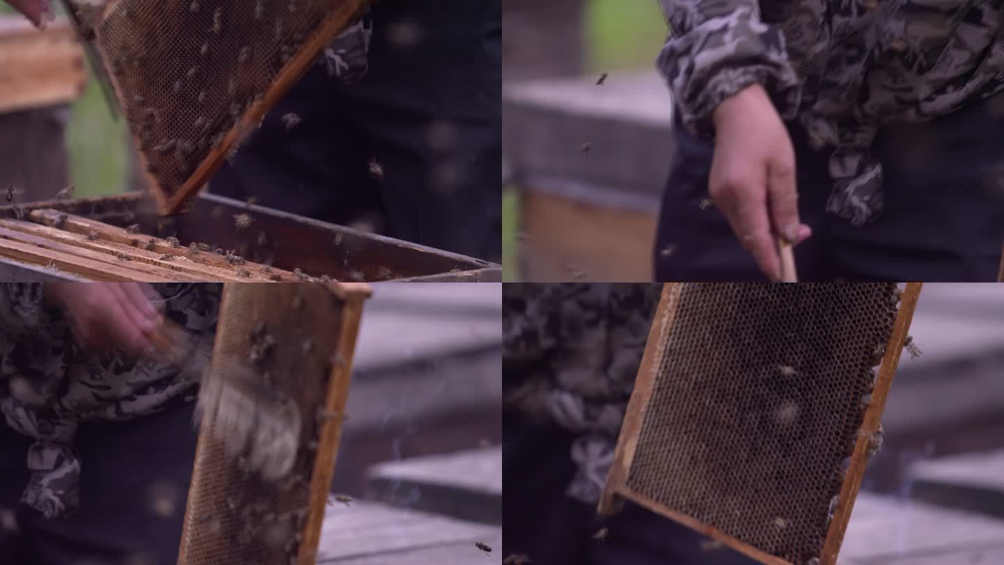蜂箱 养蜂人 蜜蜂