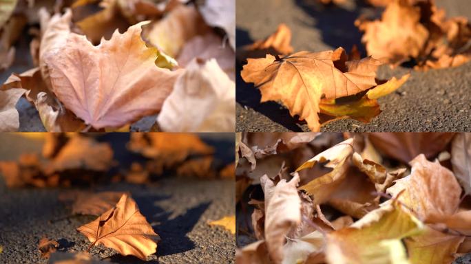 秋天落叶 枯萎的树叶