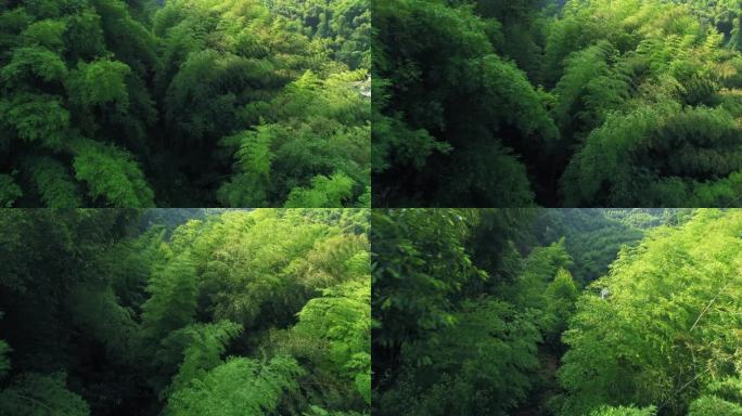 航拍夏日阳光竹林绿意盎然风景美好