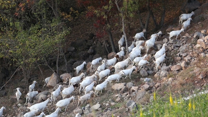 山羊羚羊放羊羊群