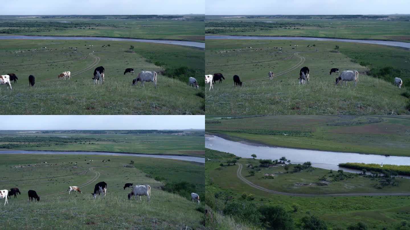 草原上放养牛群