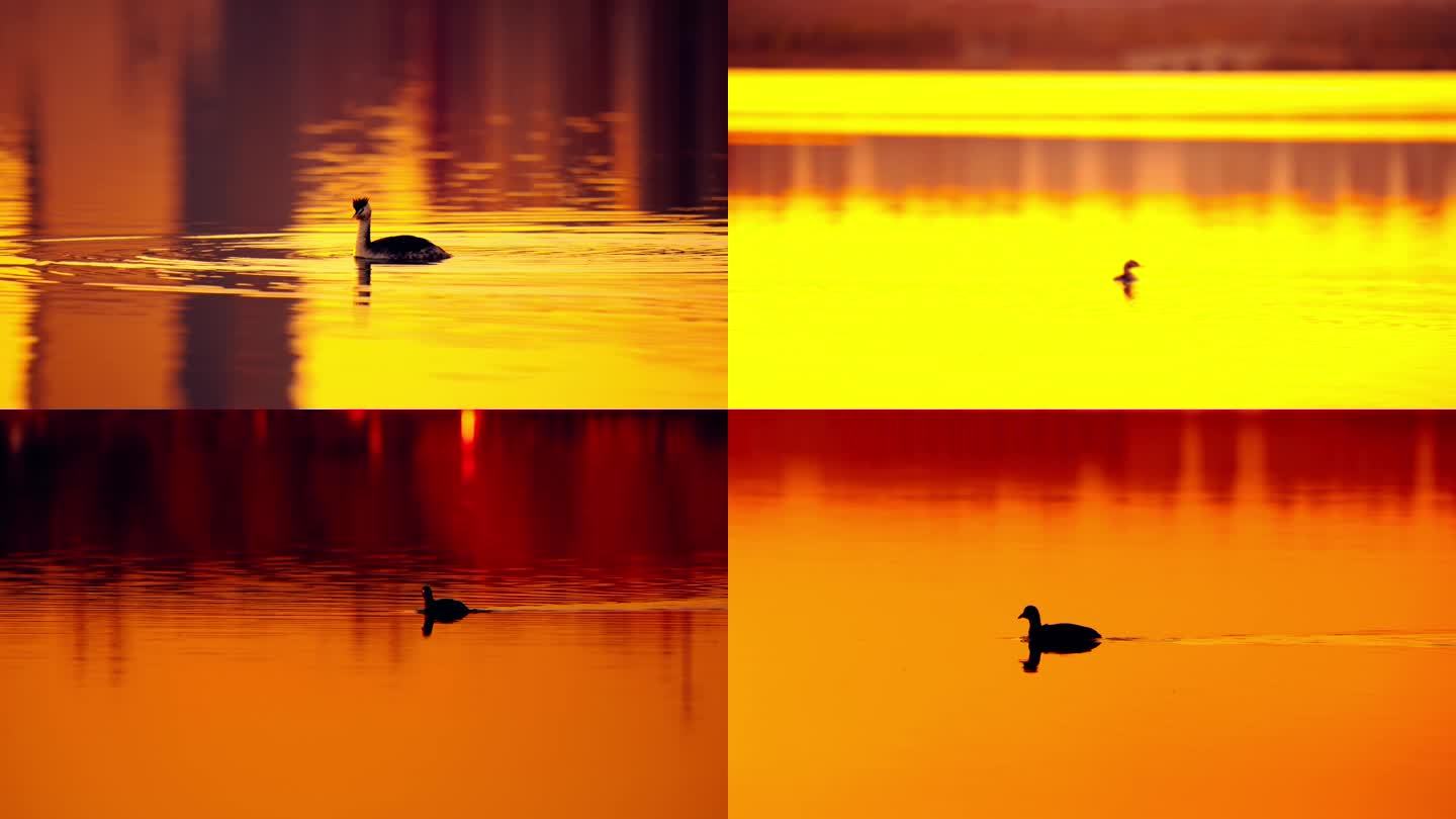 夕阳下湖面上的野鸭子