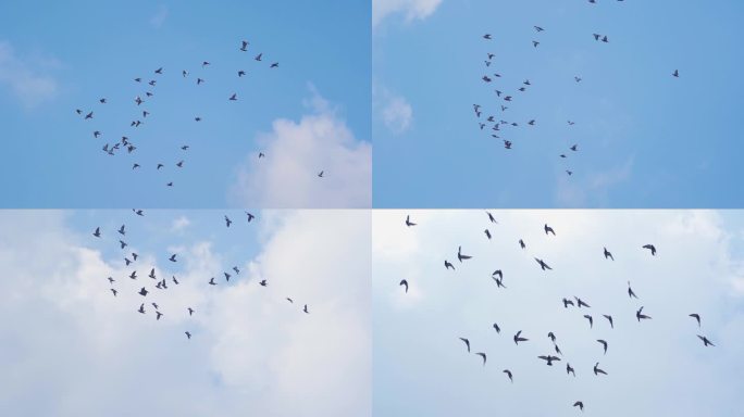 城市鸽群蓝天鸽子飞翔和平鸽飞过头顶